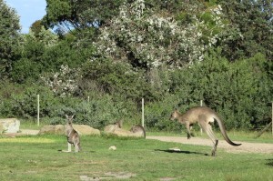 2015.1.28 Kangaroos at Gillard's Beach, Mimosa Rocks  National Park, Australia   